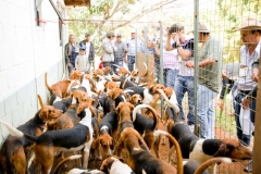 HOUNDS-DO-BRASIL-82