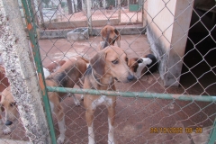 Canil-Rio-Vermelho-IMG_1708