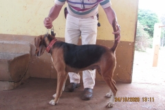 Cereja-Seixal-IMG_1815