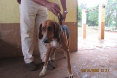 Cereja-Seixal-IMG_1818
