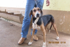Cevada-Seixal-IMG_1829