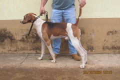 Coqueiro-do-Rio-Grande-IMG_1779