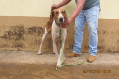 Coqueiro-do-Rio-Grande-IMG_1784