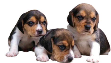 dogs
